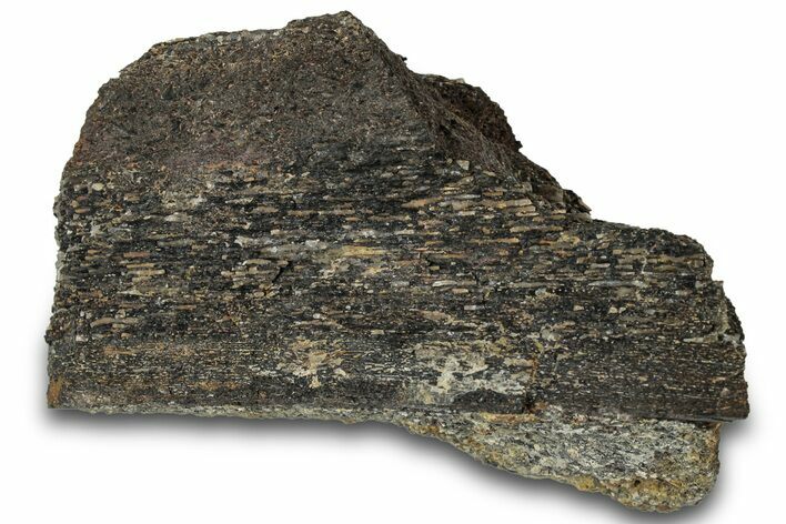 Fossil Dinosaur Bone Section - Bone Cabin Quarry, Wyoming #309247